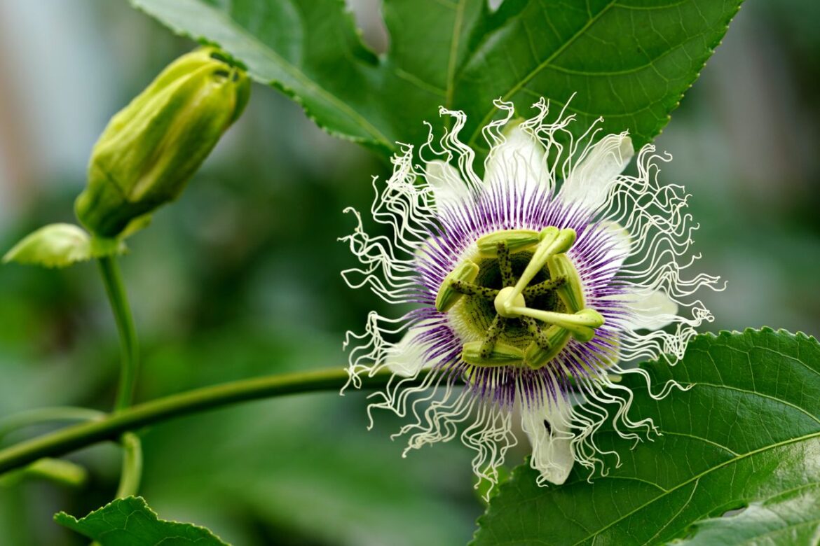 Passiflora incarnata má fascinující historii a její účinky můžete využít pro spokojenější život
